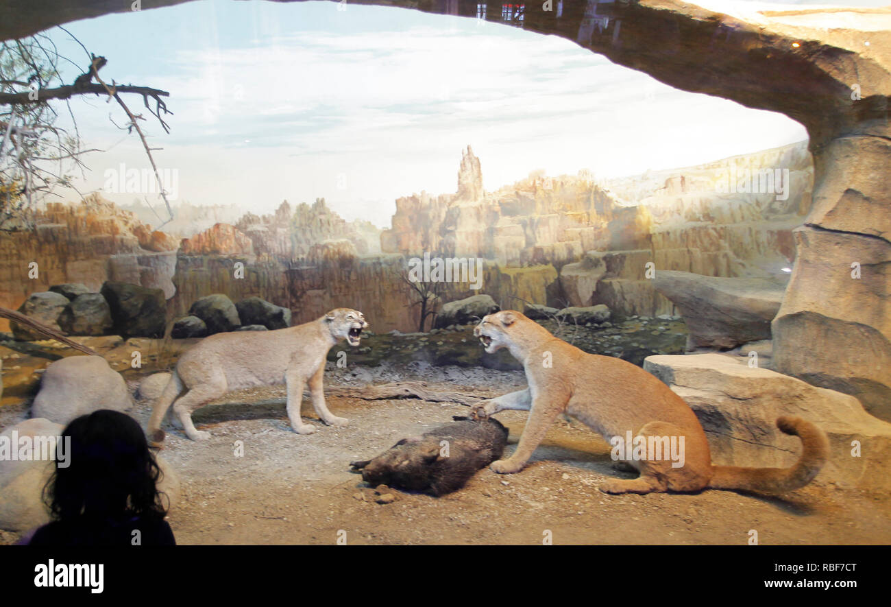 Ein Kind wird betrachtet, ein Diorama von zwei großen Katzen im 'Museum Satwa". Dieses Museum zeigt Bewahrt Tiere und alte Fossilien, die aus verschiedenen Ländern stammen. Stockfoto