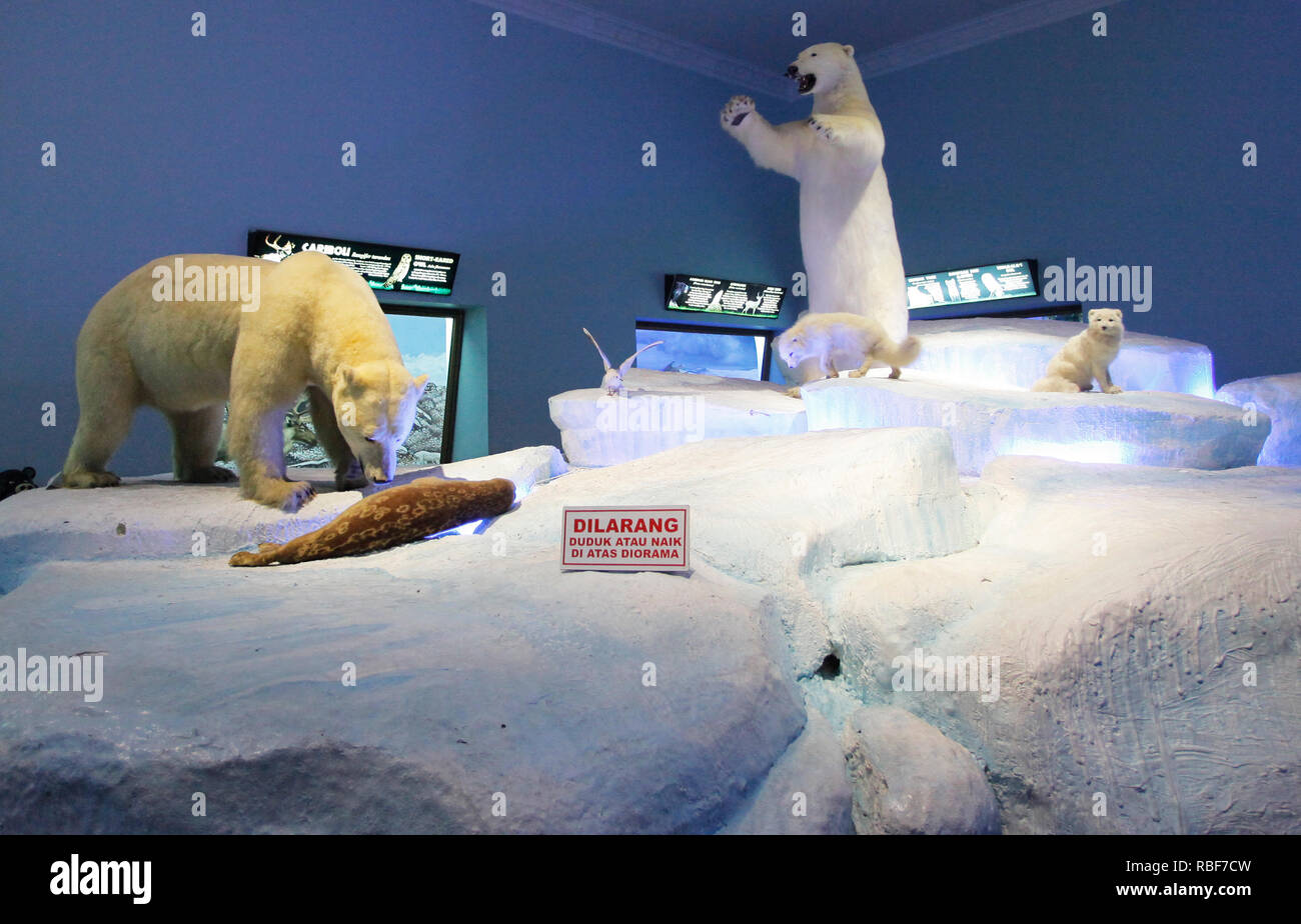 Das Diorama Eisbär ist Im 'Museum Satwa" gesehen. Dieses Museum zeigt Bewahrt Tiere und alte Fossilien, die aus verschiedenen Ländern stammen. Stockfoto