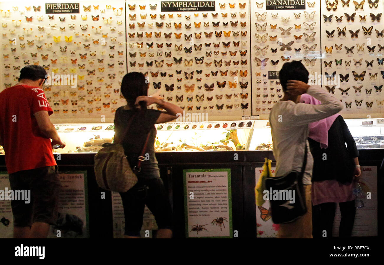 Besucher werden gesehen, Beobachtung der verschiedenen Arten von Schmetterling Sammlungen im 'Museum Satwa". Dieses Museum zeigt Bewahrt Tiere und alte Fossilien, die aus verschiedenen Ländern stammen. Stockfoto