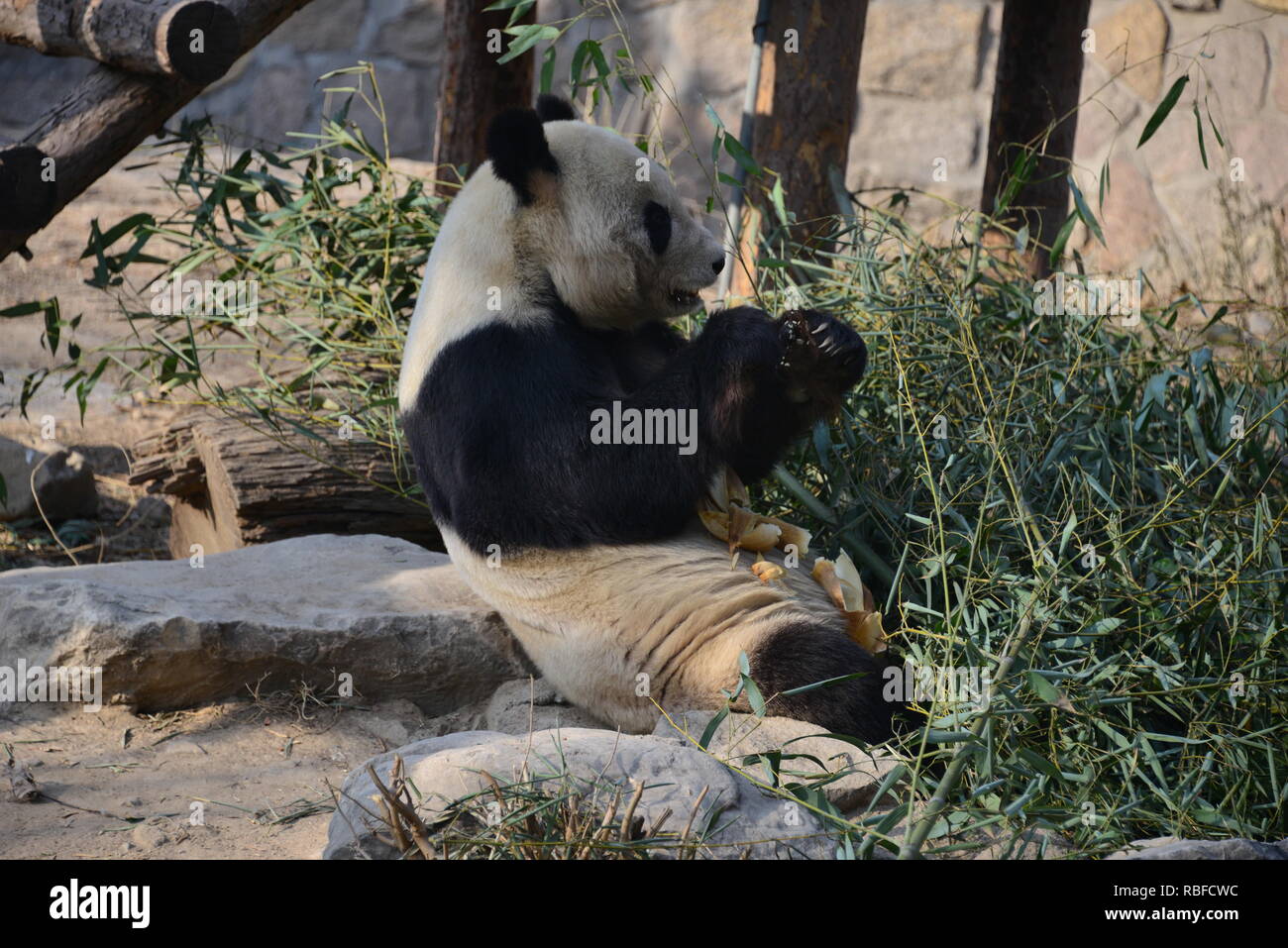 Peking, Peking, China. 10 Jan, 2019. Peking, China - ein Panda essen Bambus und Karotten zum Beijing Zoo. Credit: SIPA Asien/ZUMA Draht/Alamy leben Nachrichten Stockfoto