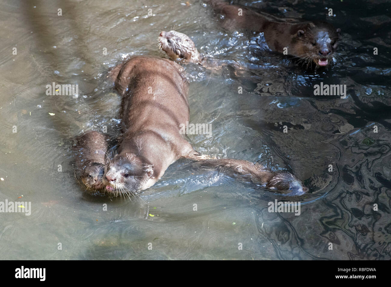 Singapur. 10 Jan, 2019. Ein Trio der 6 Wochen alten glatte beschichtete Otter Welpen erfahren Sie in einem Sturm ablassen in der Nähe von Singapore River am Jan. 10, 2019 zu schwimmen. Diese Familie von glatten-beschichtete Otter, bestehend aus drei Erwachsene und drei Otter Pups, aus ihrer Heimat im urbanen Stadtzentrum von Singapur. Credit: Dann Chih Wey/Xinhua/Alamy leben Nachrichten Stockfoto