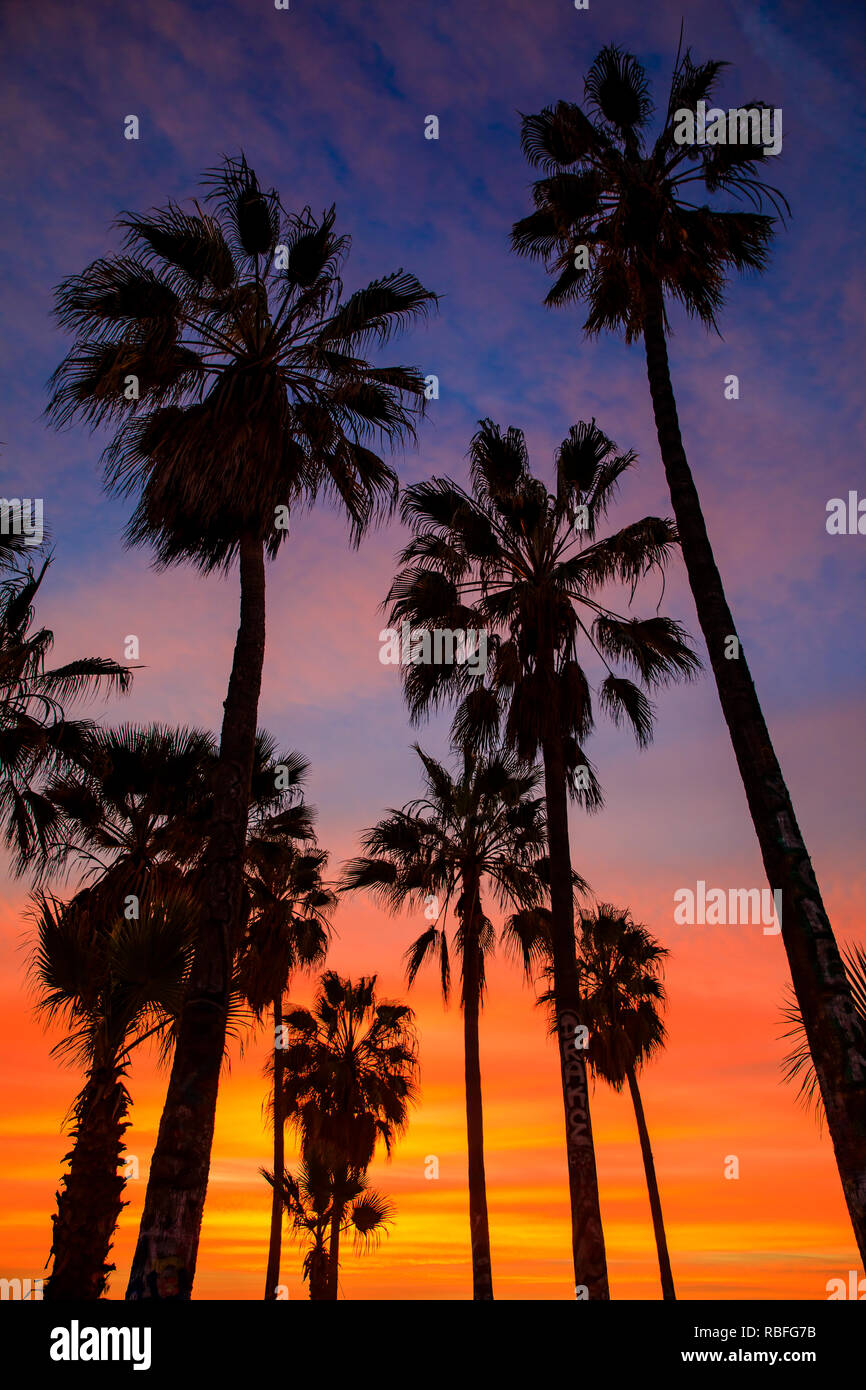 Venice Beach, Los Angeles, USA. 9. Jan 2019. Spektakuläre Sonnenuntergänge dargestellt durch den hohen Palmen am Venice Beach, Los Angeles Credit: Oliver Dixon/Alamy leben Nachrichten Stockfoto