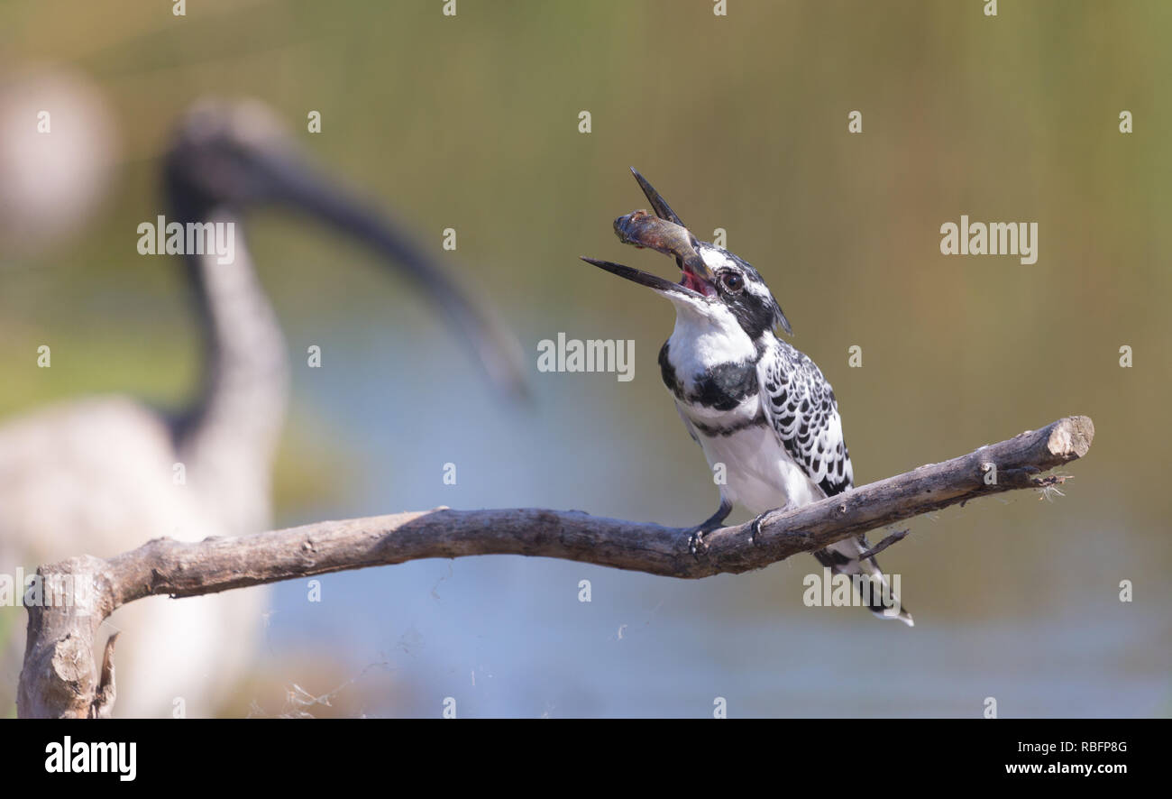 Pied Kingfisher (Ceryle rudis) werfen, Fische oder Beute in seinem Schnabel bereit zu essen, während auf einem Zweig bei intaka Insel in Kapstadt, Südafrika gehockt Stockfoto