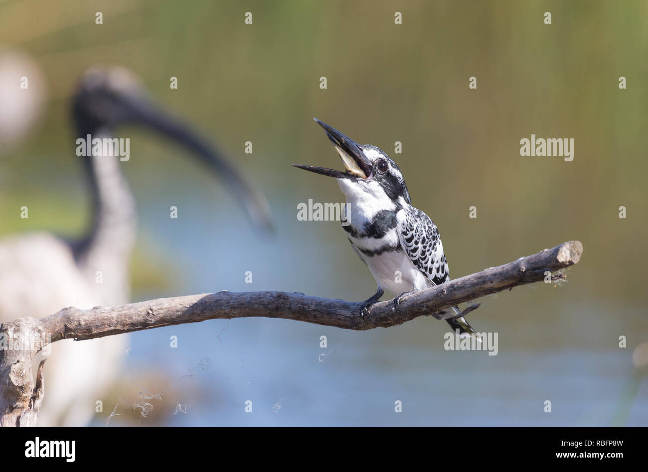 Pied Kingfisher (Ceryle rudis) Vogel mit Fisch oder Beute in seinem Schnabel und in den Prozess der Schlucken es auf eine Niederlassung in Kapstadt Südafrika gehockt Stockfoto