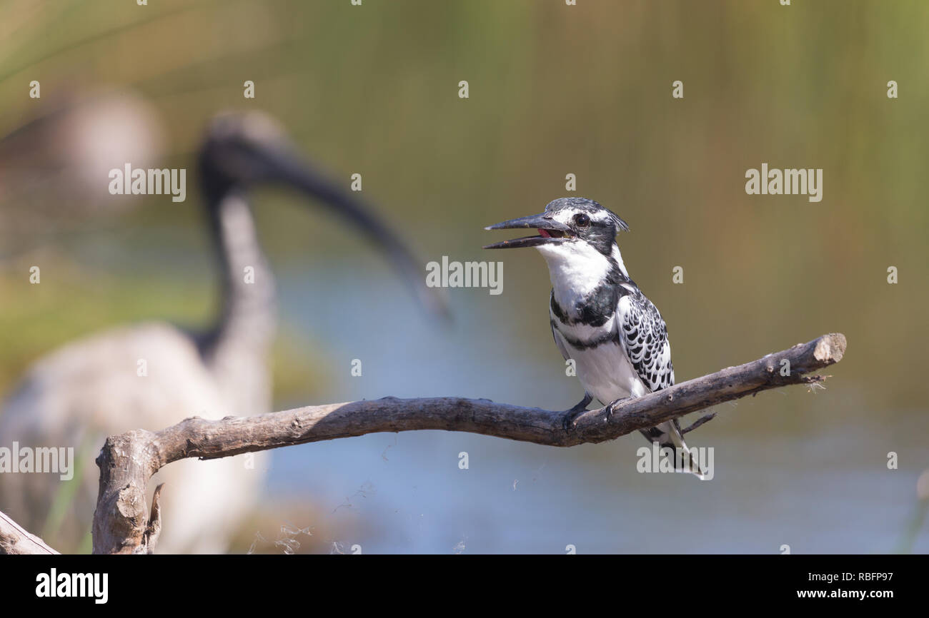 Pied Kingfisher (Ceryle rudis) Vogel mit Fisch oder Beute in seinem Schnabel und in den Prozess der Schlucken es auf eine Niederlassung in Kapstadt Südafrika gehockt Stockfoto