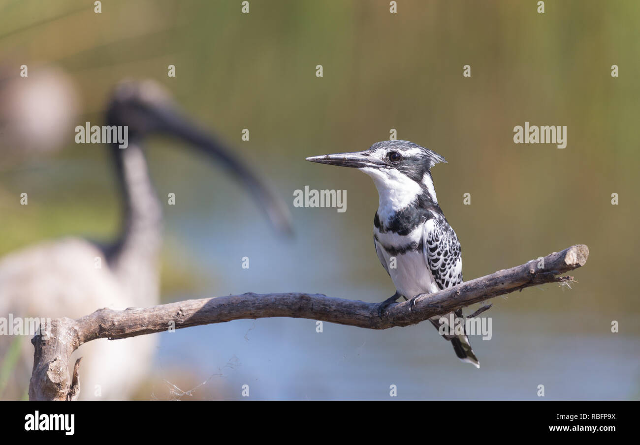 Pied Kingfisher (Ceryle rudis) Vogel mit schwarzen und weißen Federn und spitzen  Schnabel thront auf einem Zweig in der Wildnis von Südafrika  Stockfotografie - Alamy