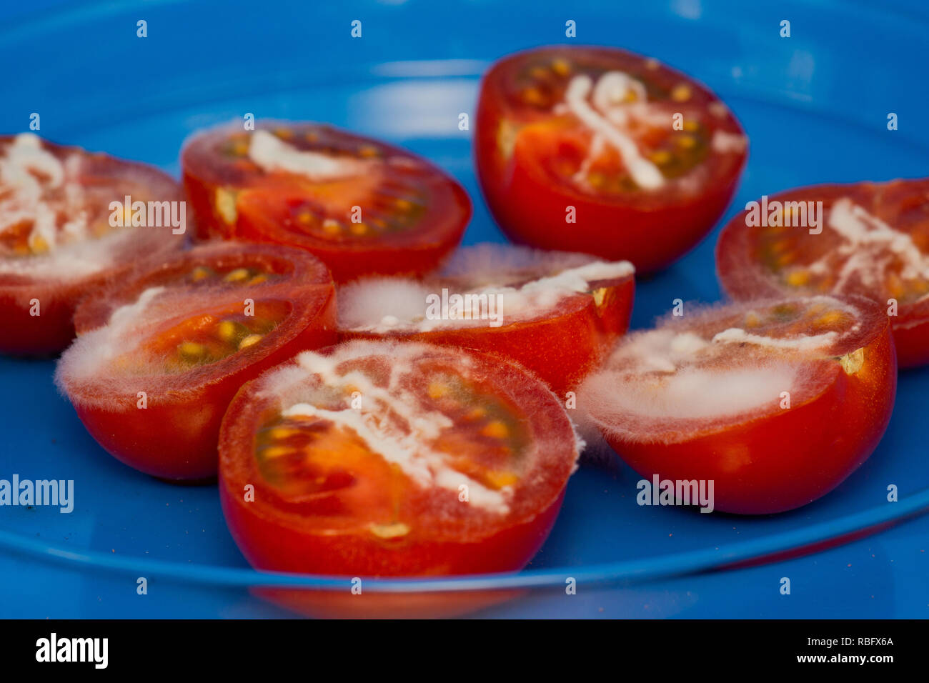 Tomaten mit Schimmel bedeckt Stockfoto