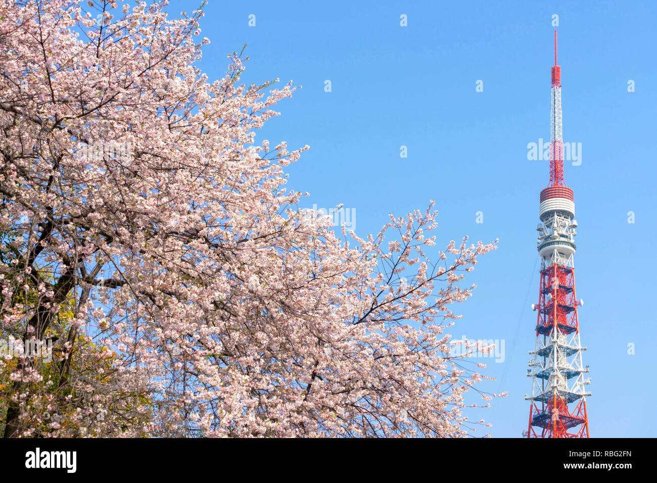 Kirschblüte mit Tokyo Tower, Japan. Cherry Blossom ist berühmt Jahreszeit in Japan. viele Reisende kommen nach Tokio die Kirschblüte Blüte zu sehen. Stockfoto