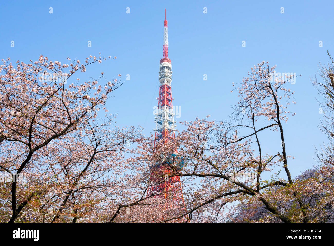 Kirschblüte mit Tokyo Tower, Japan. Cherry Blossom ist berühmt Jahreszeit in Japan. viele Reisende kommen nach Tokio die Kirschblüte Blüte zu sehen. Stockfoto