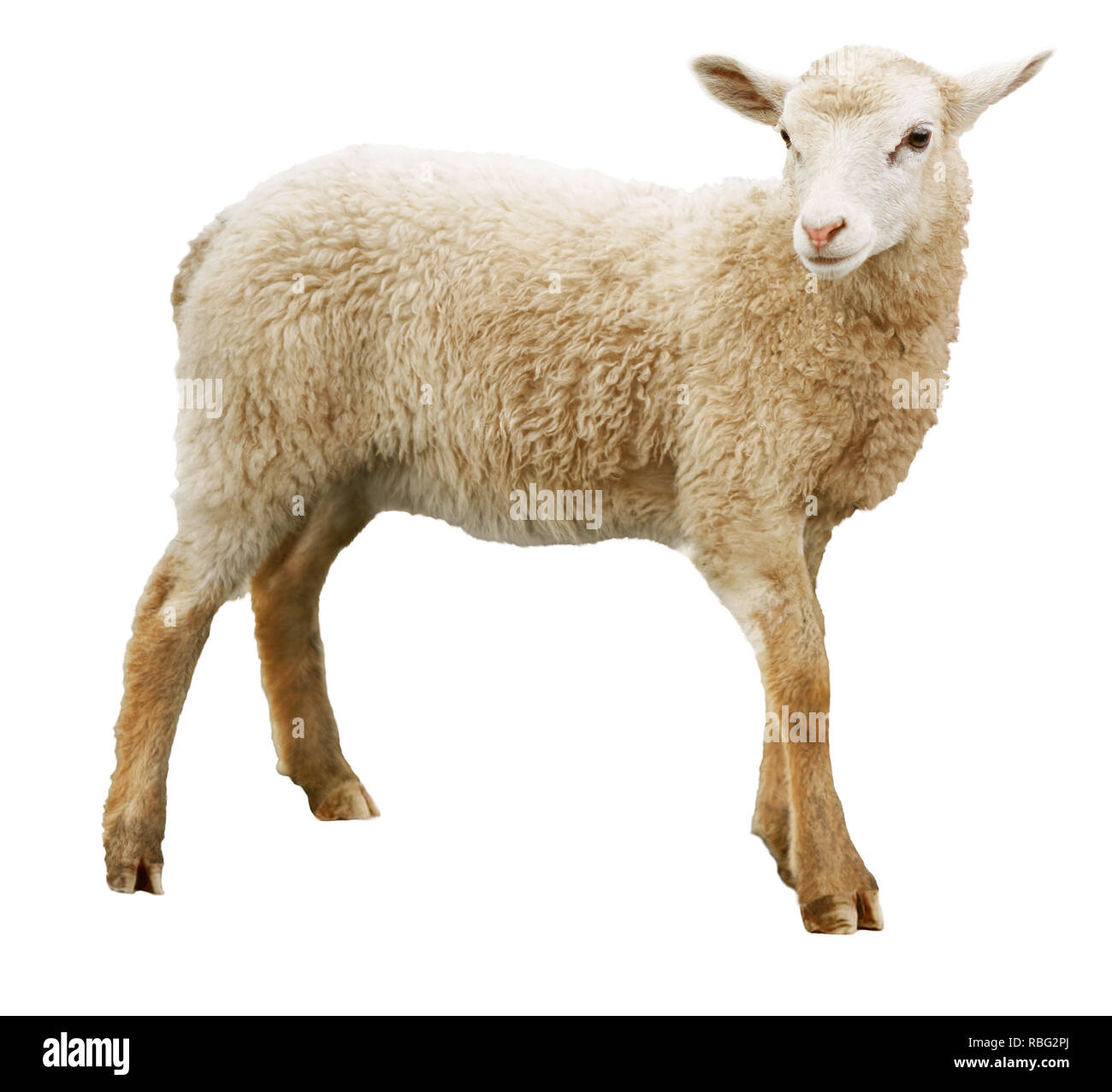 Schafe isoliert auf weißem Hintergrund Stockfoto