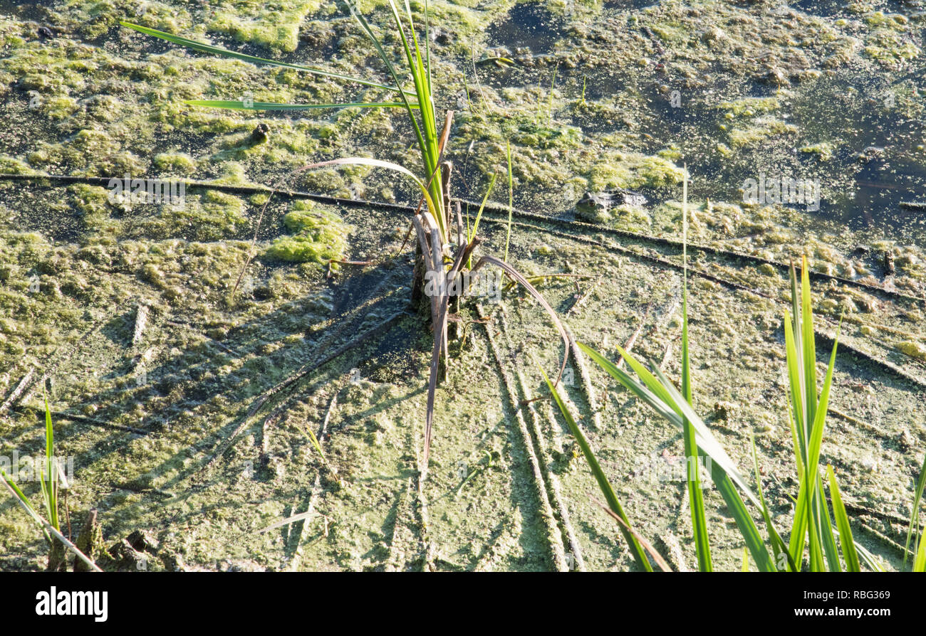 Kleine Feuchtgebiet Frosch ist hidden​ im See vegetation Camouflage bei whalon See in Bolingbrook, Illinois Stockfoto