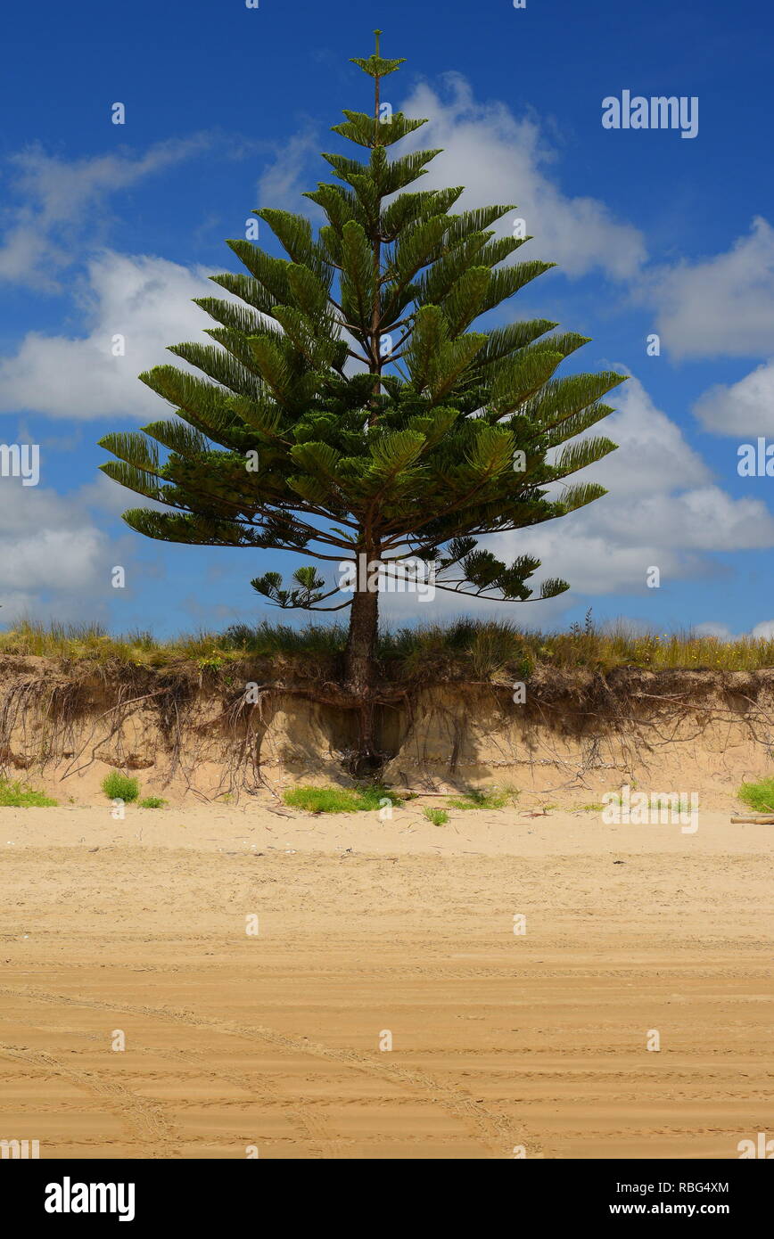 Ein einzelner Baum am Strand; schwere Bodenerosion enthüllt Baumwurzeln. Vertikale Ausrichtung des Bildes. Stockfoto