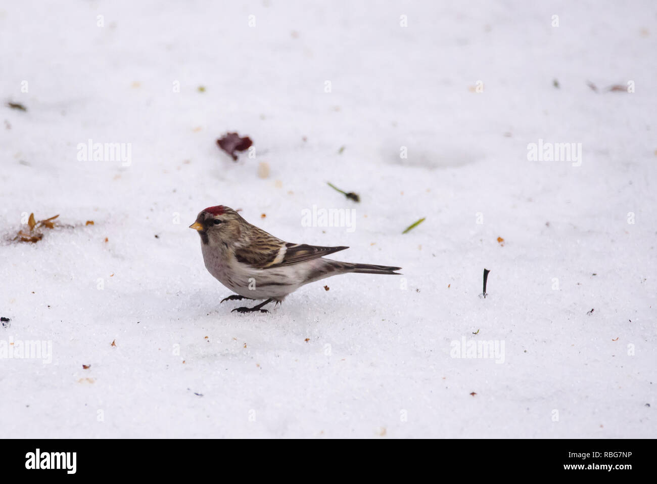 Die gemeinsame redpoll (Acanthis flammea) Vogel im Garten, im Winter. Stockfoto