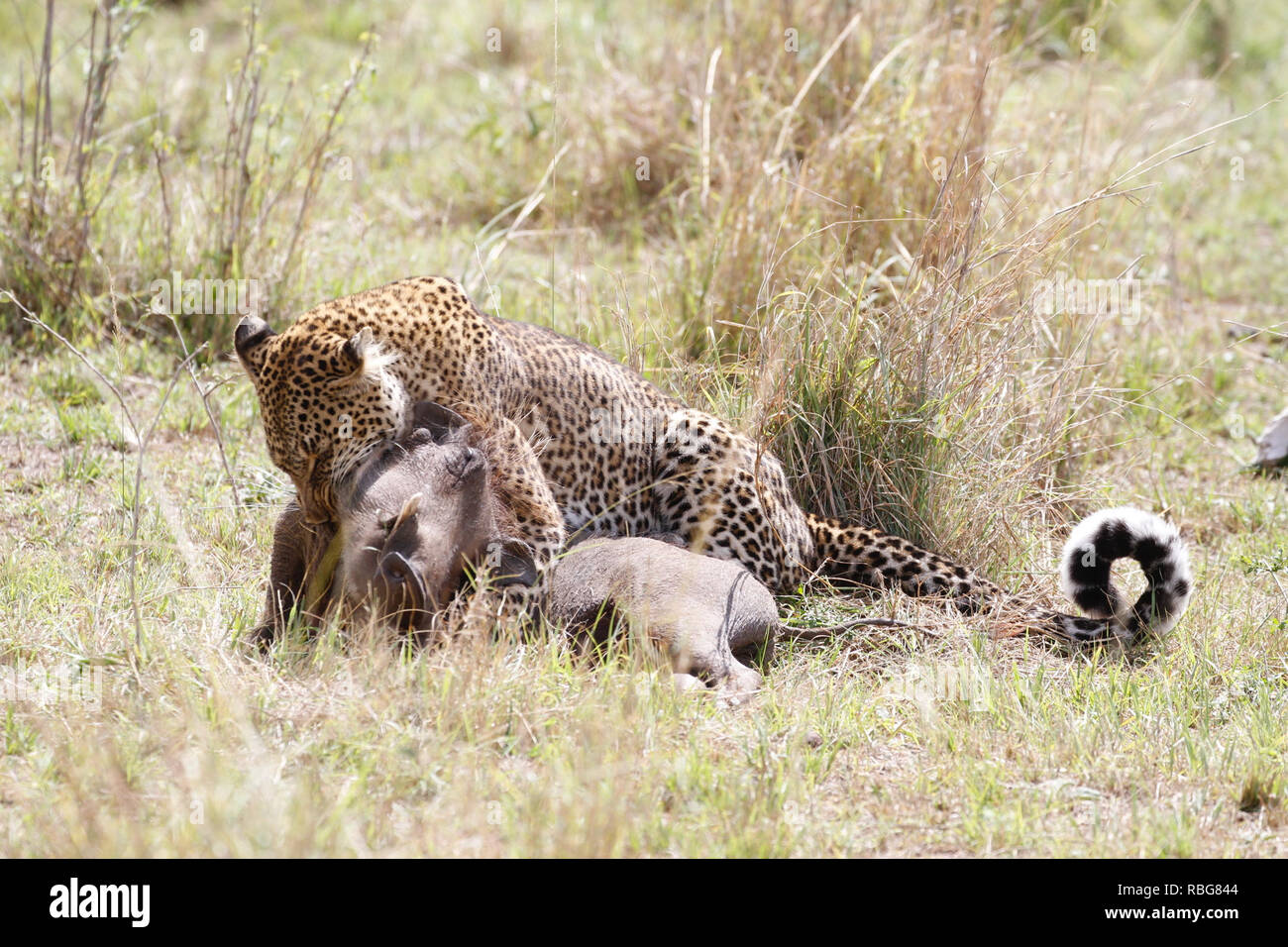 Eine Panik Warzenschwein verzweifelten Kampf aus den Klauen eines hungrigen schwanger Leopard zu entgehen, hat in einer Reihe von atemberaubenden Aufnahmen erfasst wurden. Unglaubliche Bilder zeigen die 130-lbs-Leopard stalking seine Beute in einem Dickicht von Sträuchern, bevor das Warzenschwein bewusst wird es zum Abendessen geworden und macht einen Lauf für Sie. Leider für das Warzenschwein seine Geschwindigkeit ist keine Übereinstimmung für, dass der Predator, der schnell aufholt und stürzt sich, bevor Sie sich eine wohlverdiente Mahlzeit. Die markante Begegnung war in der Masai Mara, Kenia, von Camp Manager Peter Thompson (29) von Townsville, Australien gefangen. Pete Stockfoto