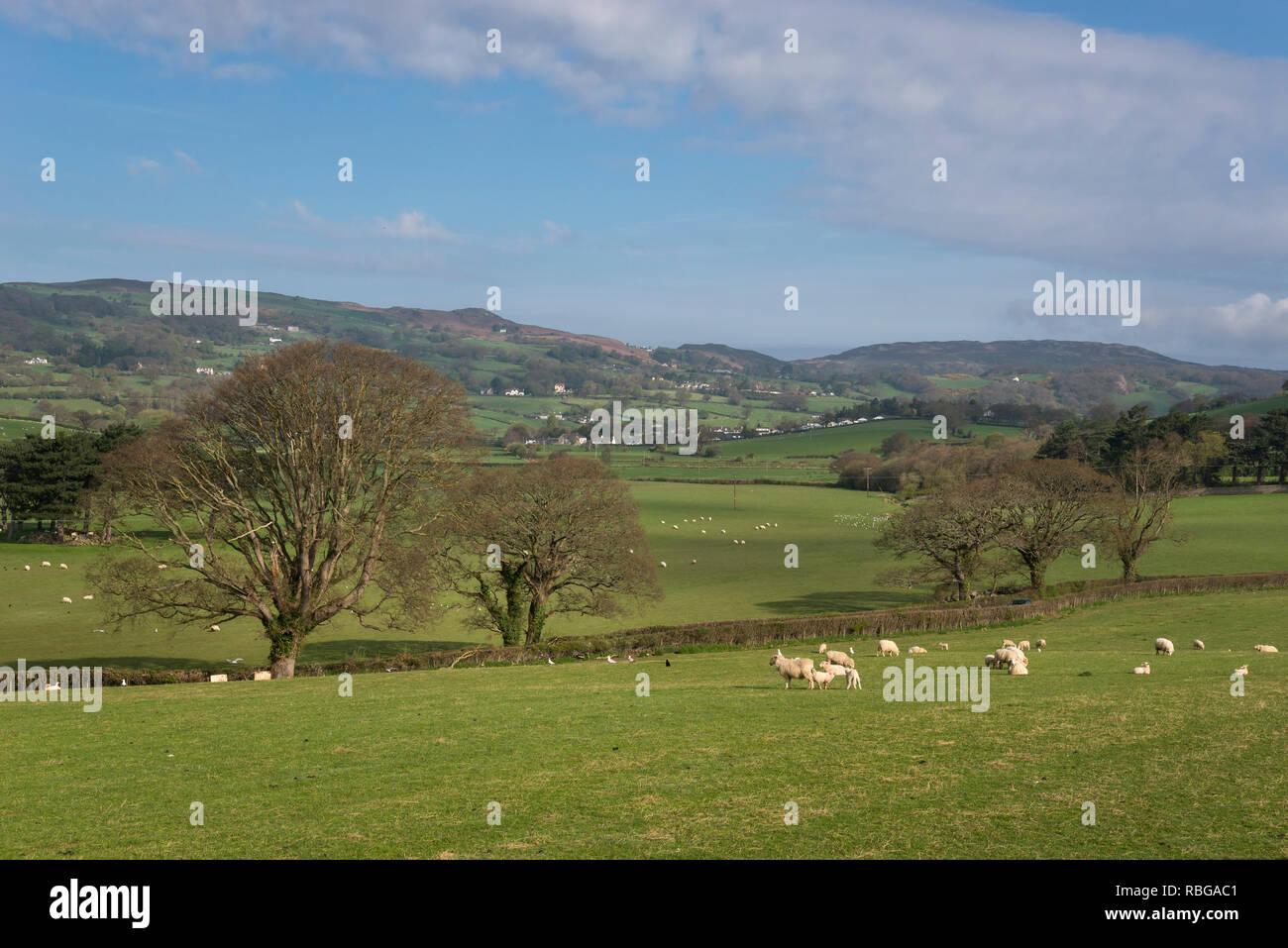 Ein sonniger Frühlingstag in der walisischen Landschaft in der Nähe von Conwy. Stockfoto