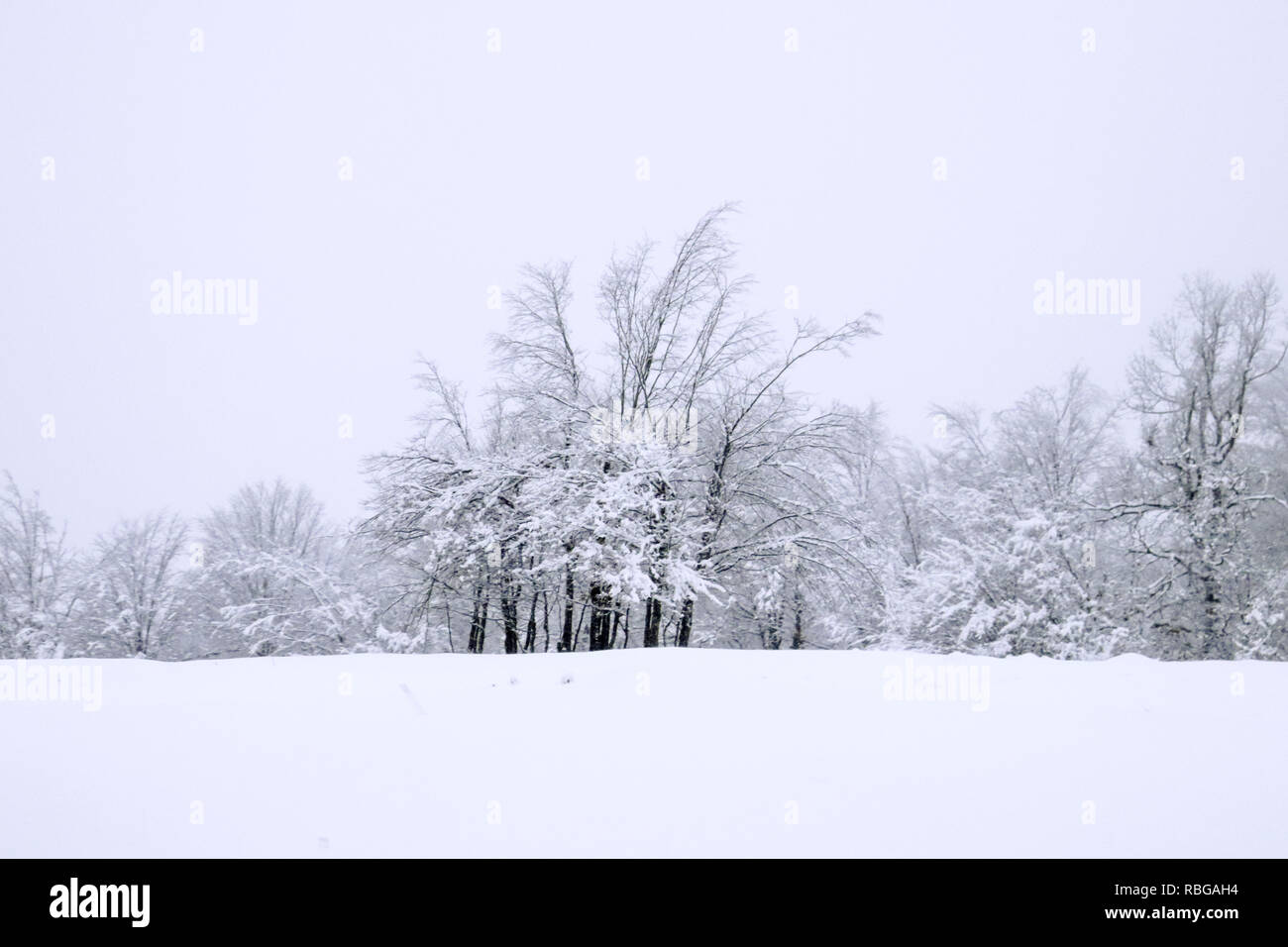 Weiß Wald, Schnee. Stockfoto