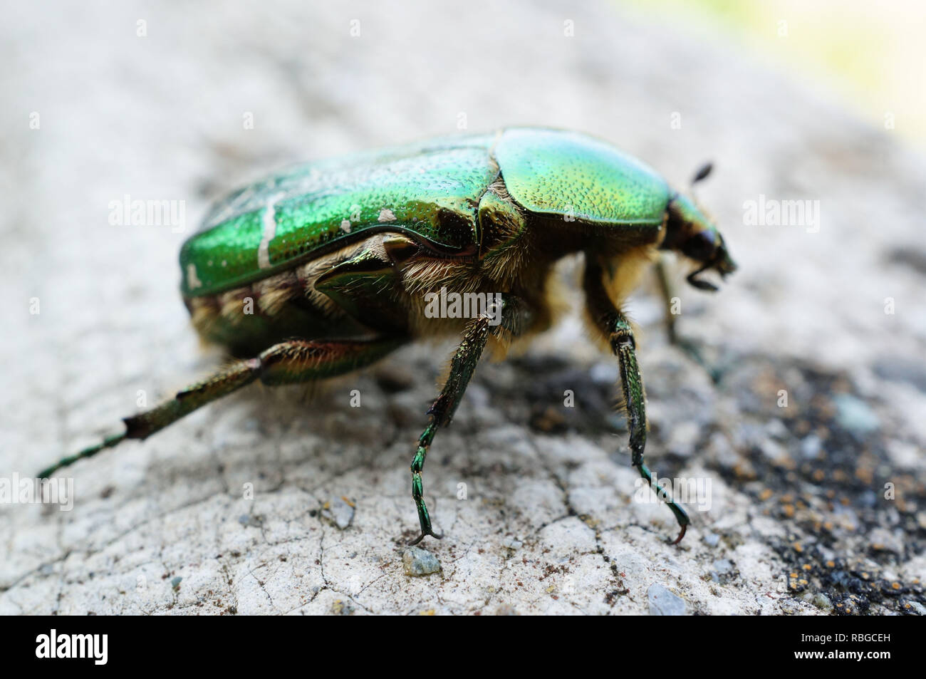 Nahaufnahme einer Cetonia aurata, Familie Scarabaeidae Stockfoto