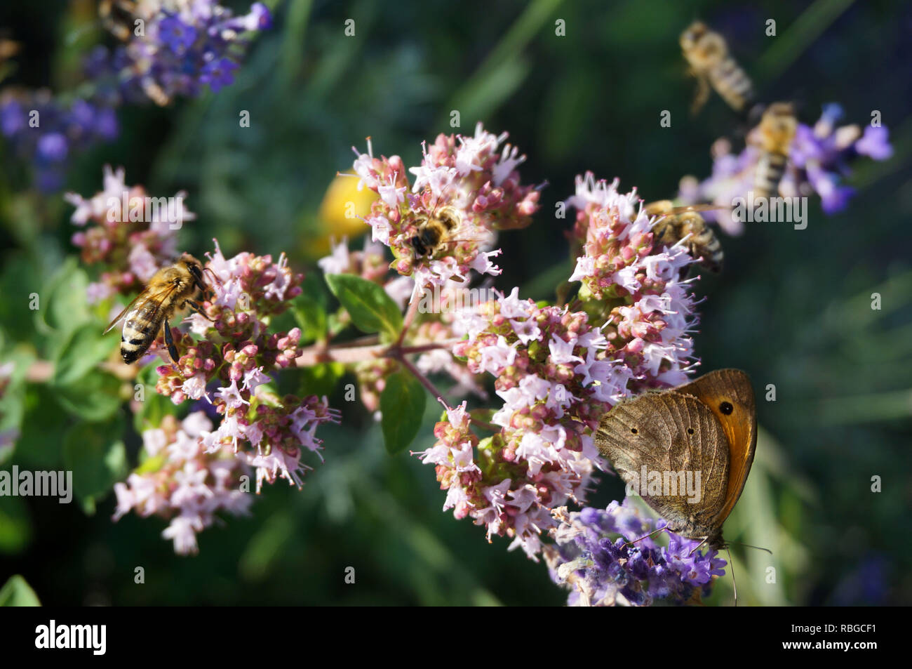Bienen und Schmetterlinge sammeln Nektar an blühenden Kräutern Stockfoto