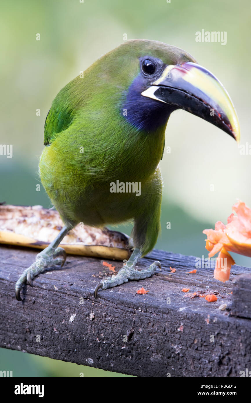 Emerald Toucanet (Aulacorhynchus Prasinus) Stockfoto