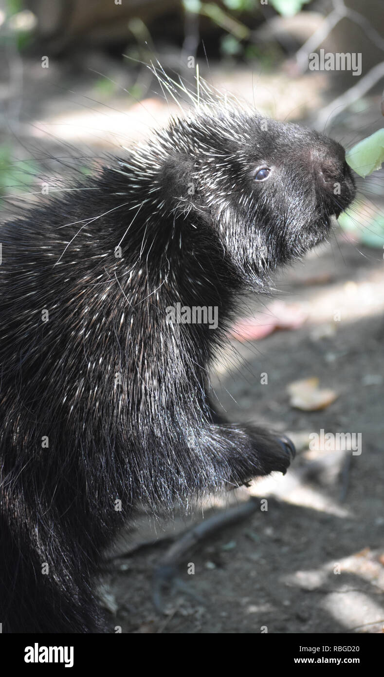 Schwarz porcupine erreichen für Blätter zu essen Stockfoto