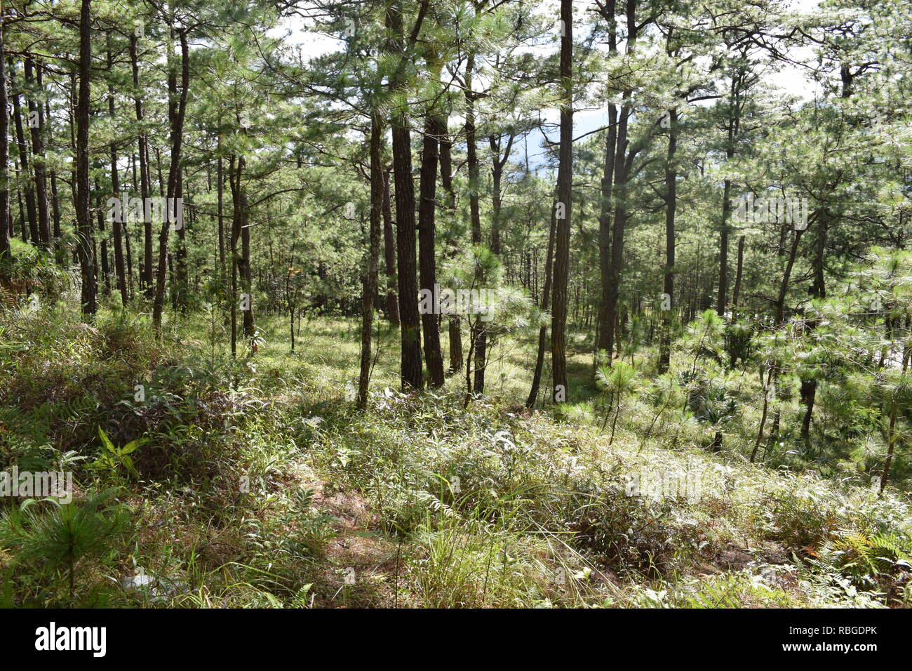 Der 1st. Phil-Am, Veteranen Friedhof ist die letzte Ruhestätte für militärische und zivile Opfer der Kriege und Laien im Camp John Hay embedded Stockfoto