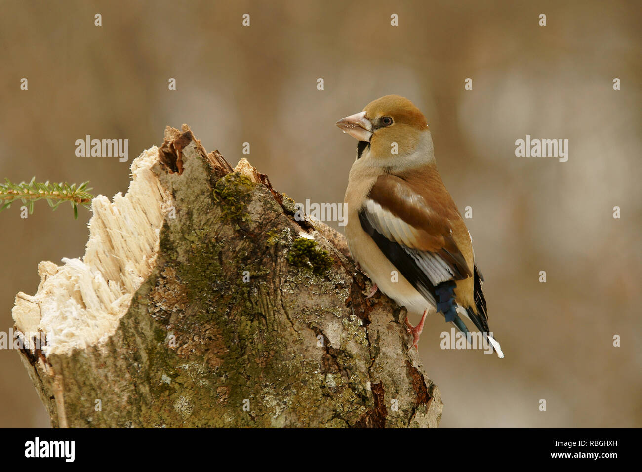 Kernbeißer Coccothraustes coccothraustes Stockfoto