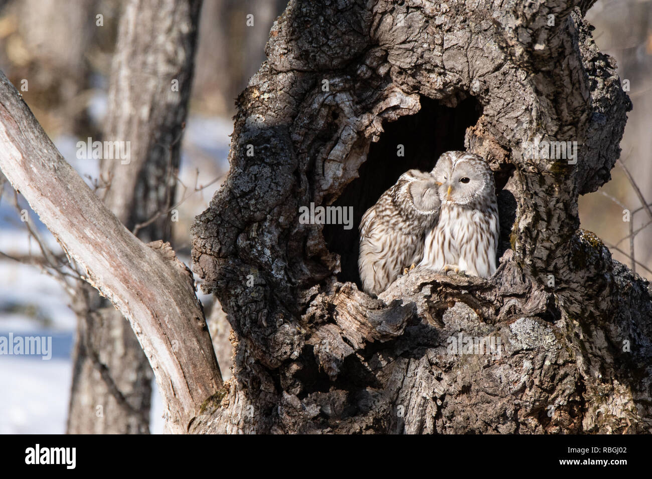 Ein männlicher Yezo (Ezo) Habichtskauz (Strix uralensis japonica) pflegt seine Partnerin in einem Baum hohl in Hokkaido, Japan. Stockfoto