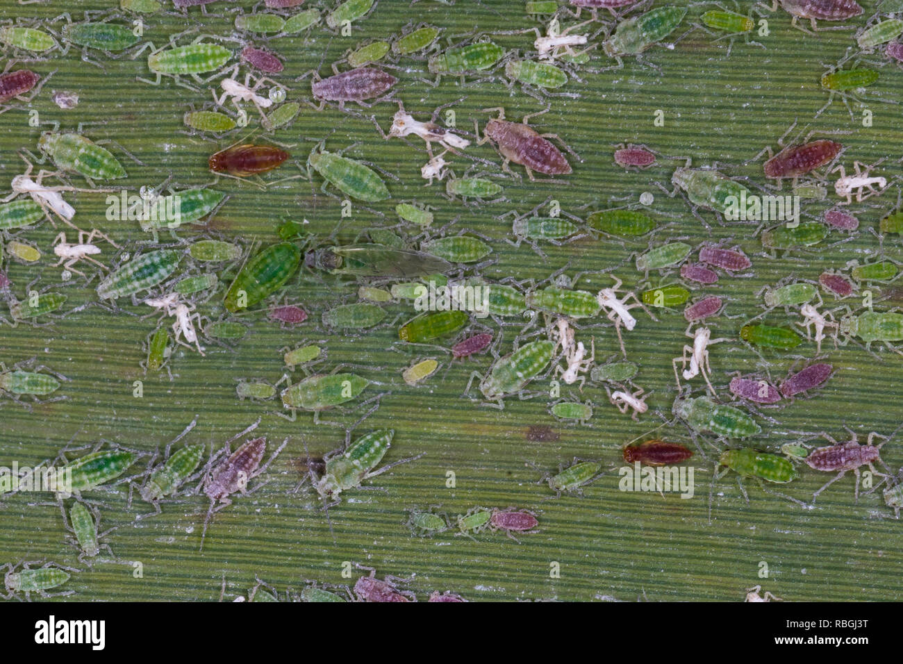 Mehlige Pflaumenblattlaus, Mehlige, Pflaumen-Blattlaus Hyalopterus pruni, mehlige Plum gegen Blattläuse, rote und grüne Phasen, verschiedenen Altersgruppen in Sch Stockfoto
