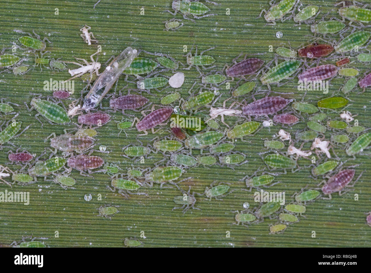 Mehlige Pflaumenblattlaus, Mehlige, Pflaumen-Blattlaus Hyalopterus pruni, mehlige Plum gegen Blattläuse, rote und grüne Phasen, verschiedenen Altersgruppen in Sch Stockfoto