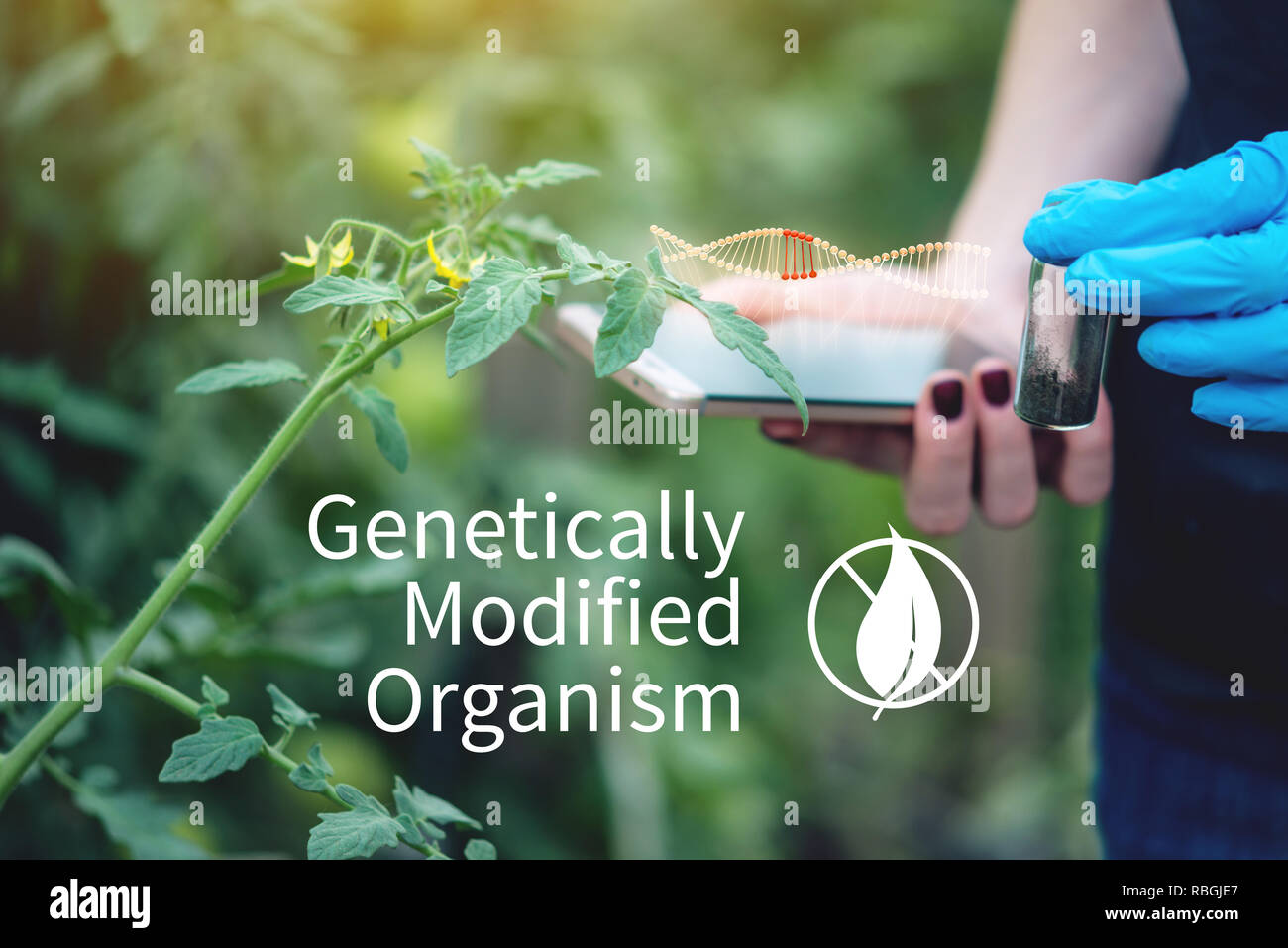 Wissenschaftler genetische Ingenieur mit einer Tablette Testen der Anlage für die Anwesenheit der genetischen Veränderung. Organismen und Produkte mit GVO verunreinigt Stockfoto
