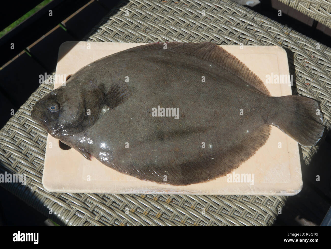 Brill, Scophthalmus rhombus, ein Plattfisch auf einem Schneidebrett bereit für Kochen, im Oslo Fjord Norwegen gefischt Stockfoto