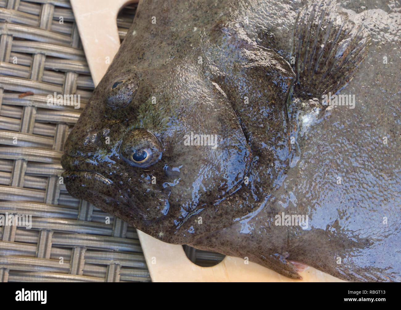 Brill, Scophthalmus rhombus, ein Plattfisch auf einem Schneidebrett bereit für Kochen, im Oslo Fjord Norwegen gefischt Stockfoto