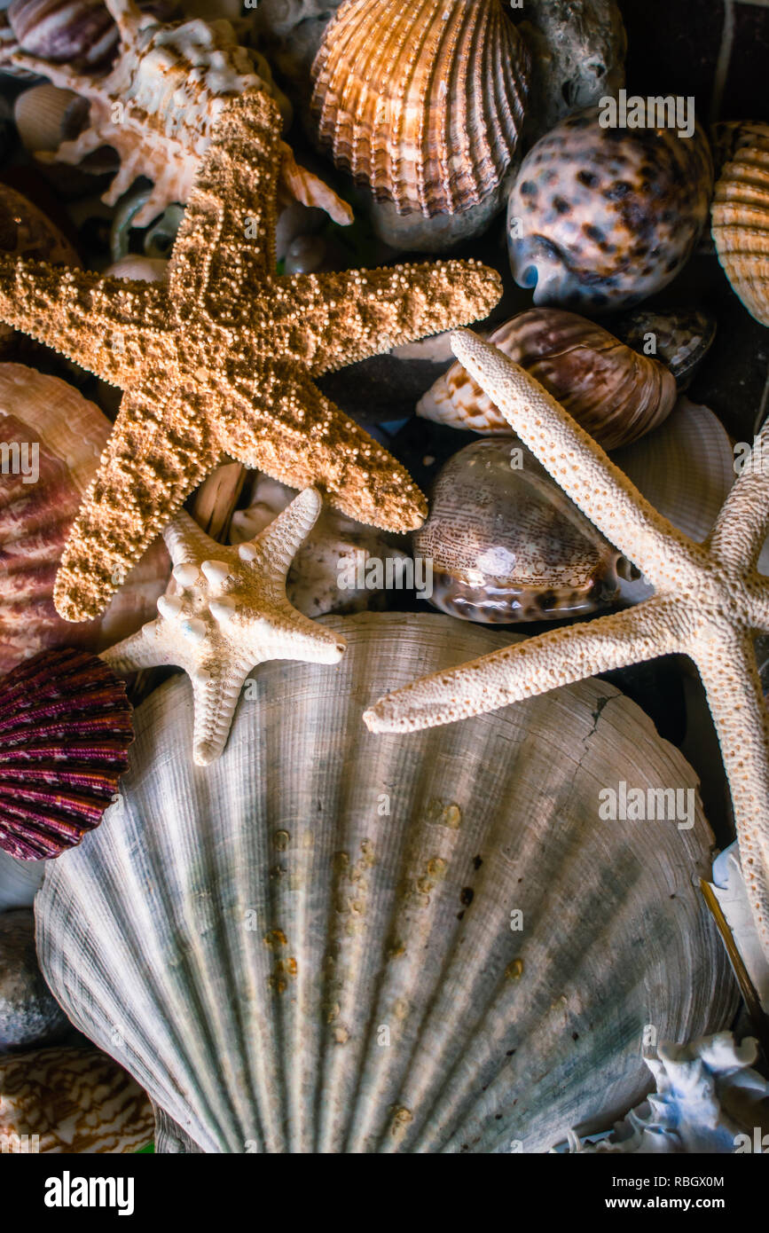 Muscheln und Seesterne gesammelt von den Stränden Stockfoto