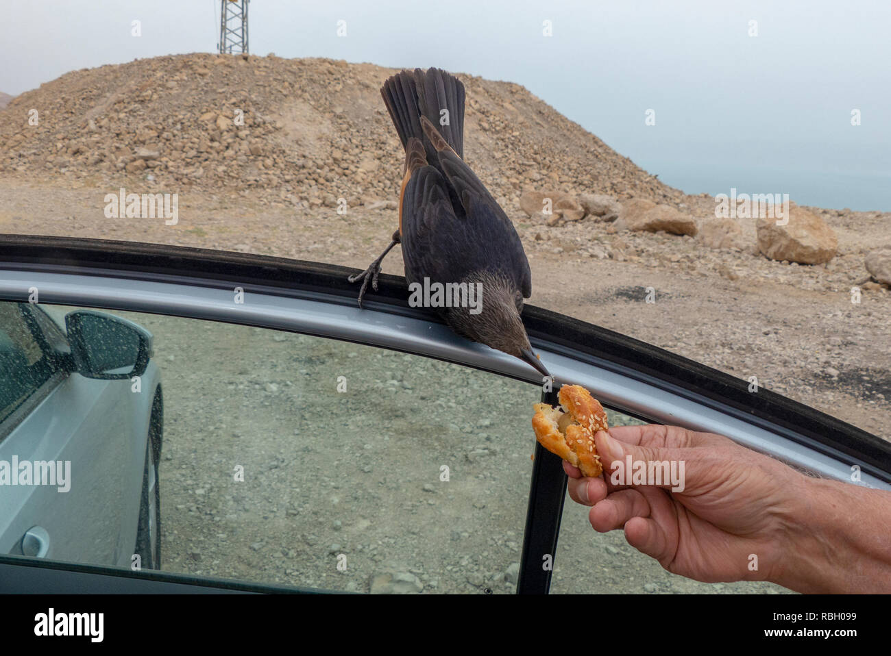 Israel, Totes Meer, als männlich Tristram Starling oder tristram's Grackle (Onychognathus tristramii), die von den Touristen gefüttert zu werden Stockfoto
