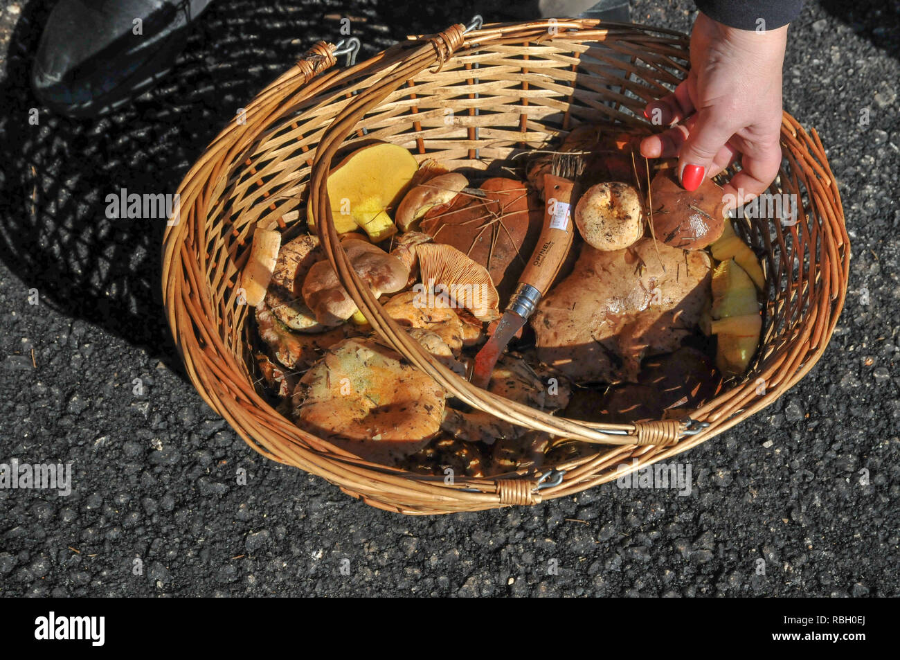 Frisch gepflückte Essbare kleine Pilze im Weidenkorb Stockfoto