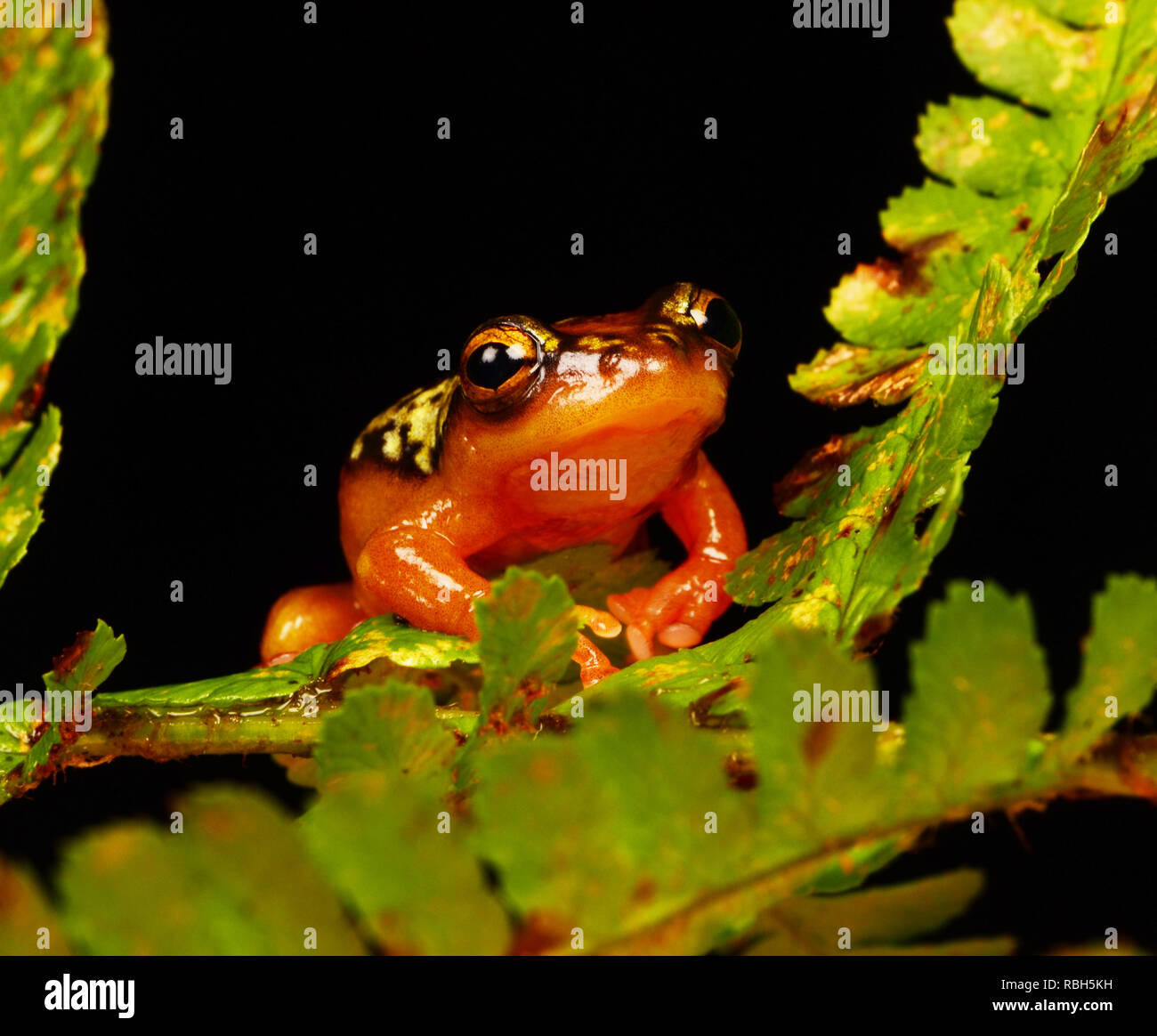 Golden Segge Reed Frog (Hyperolius puncticulatus) Stockfoto