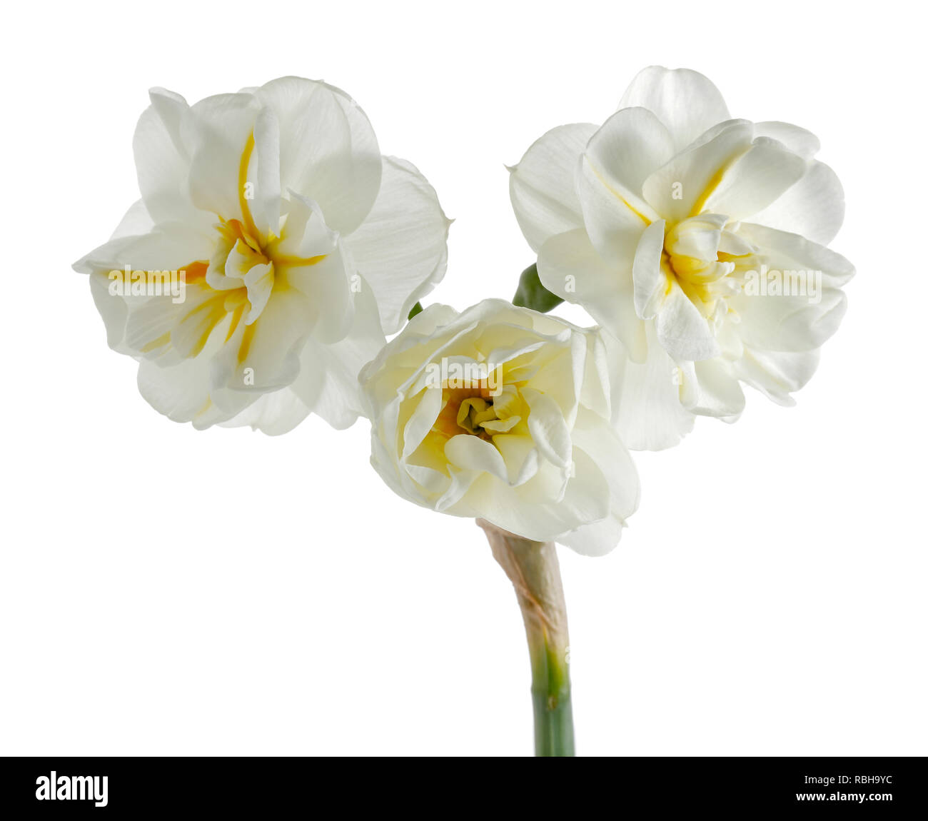 Weiße Narzisse isoliert auf weißem Hintergrund Stockfoto