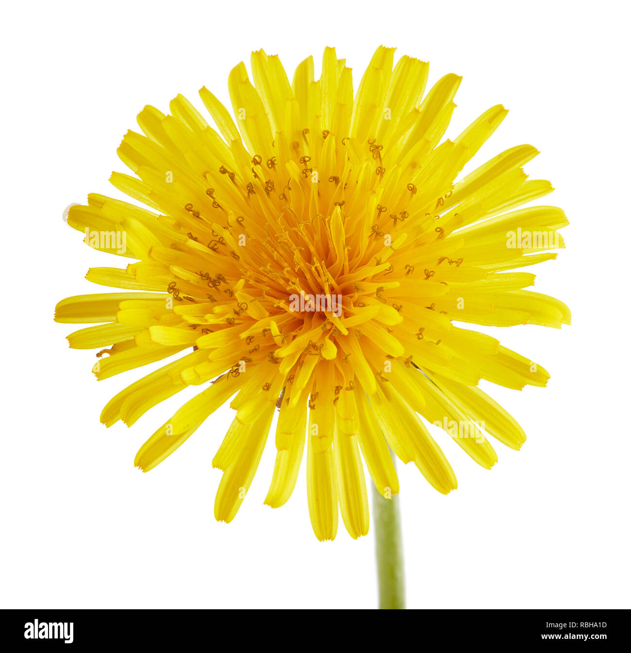 Löwenzahn Blume isoliert auf weißem Hintergrund Stockfoto