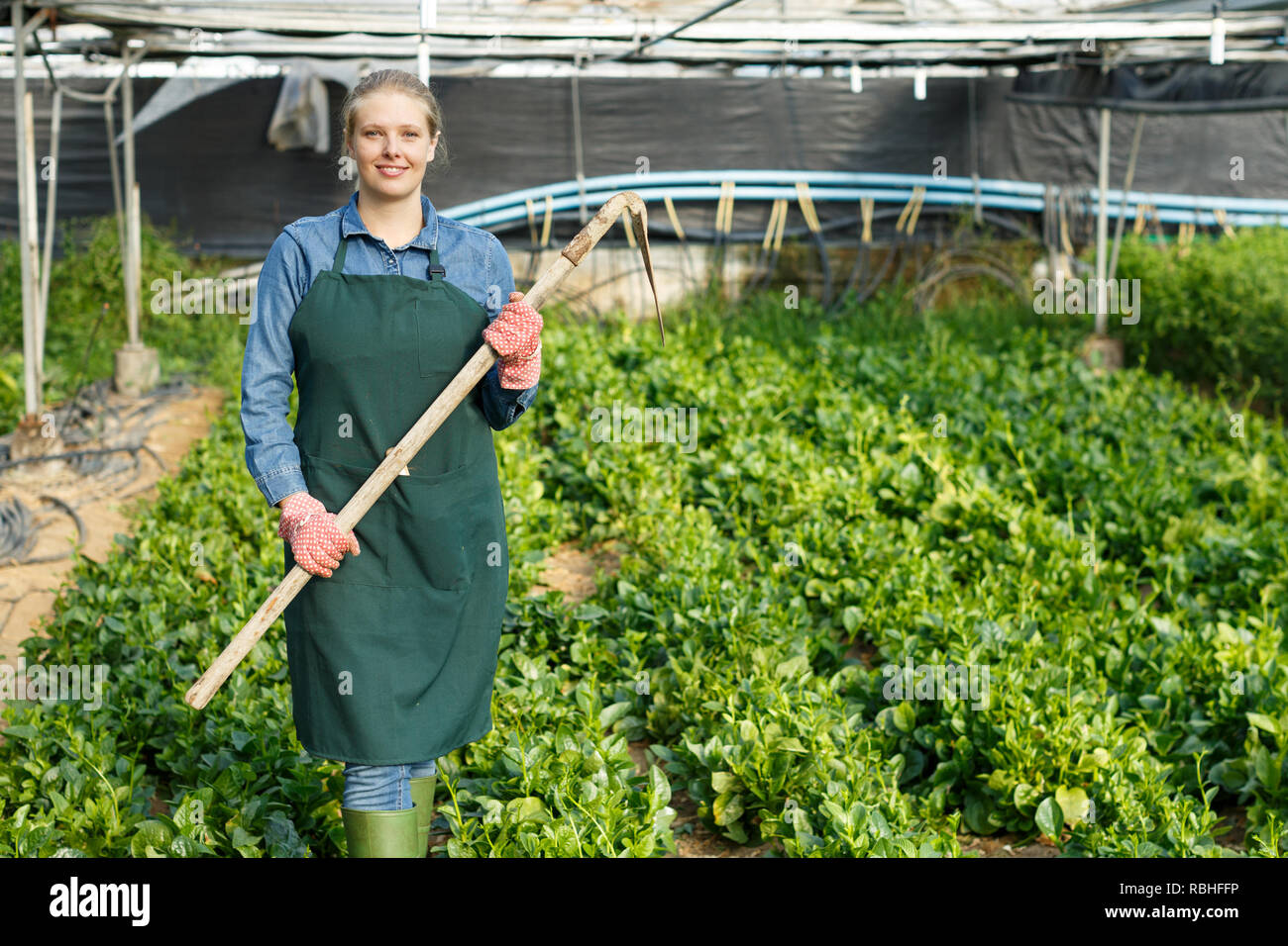Positive weibliche Gärtner mit der Hacke arbeiten mit schleichenden Spinat im Treibhaus