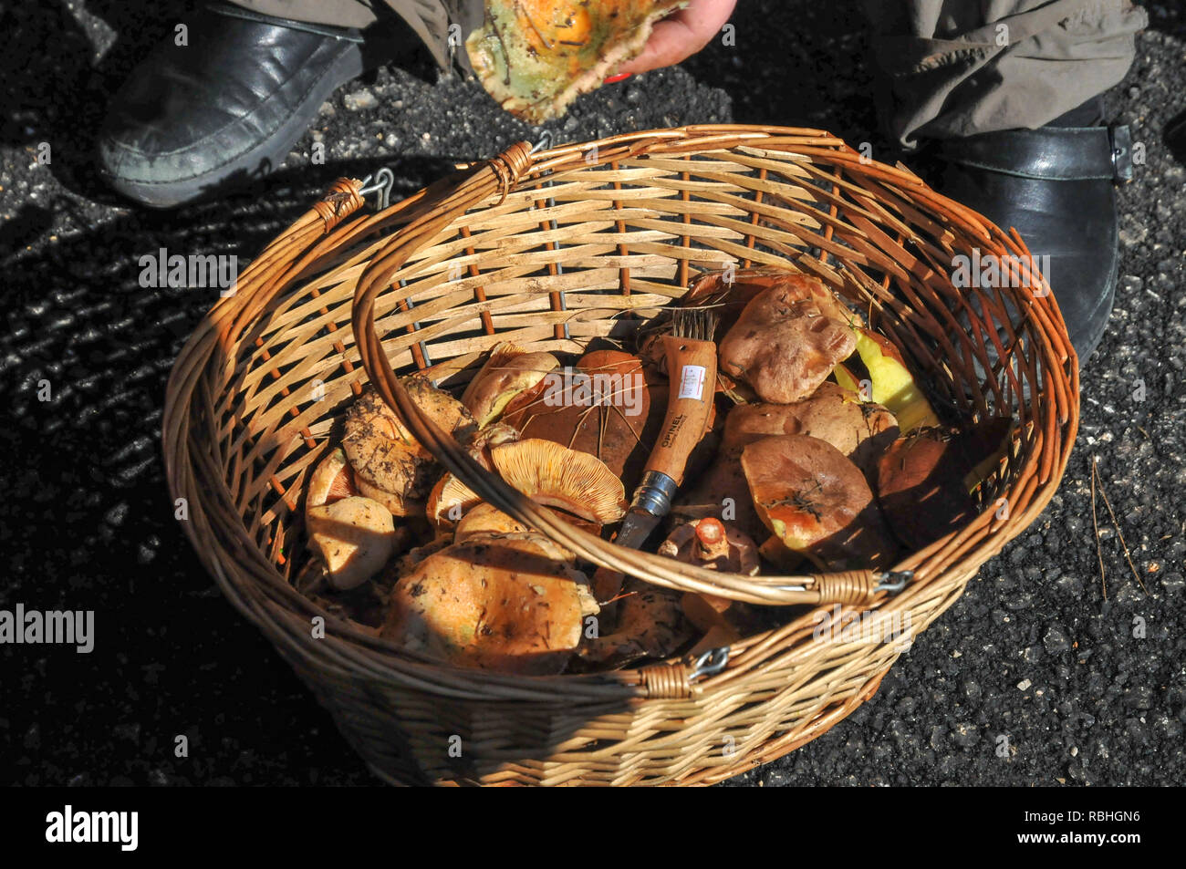 Frisch gepflückte Essbare kleine Pilze im Weidenkorb Stockfoto