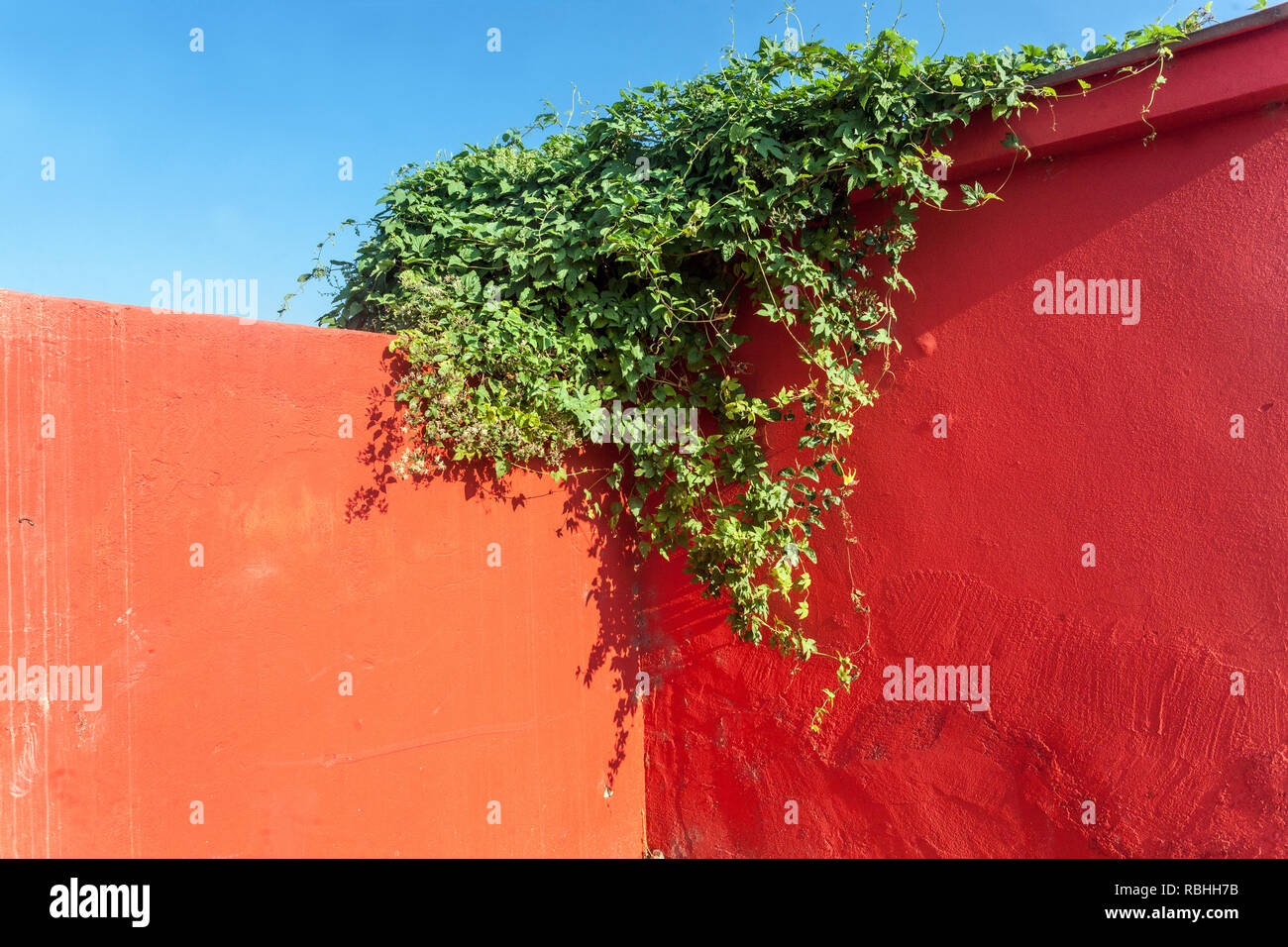 Farbkontrast, rote Wand, blauer Himmel und grüne Kletterpflanze Hedera Helix Wandpflanze Stockfoto