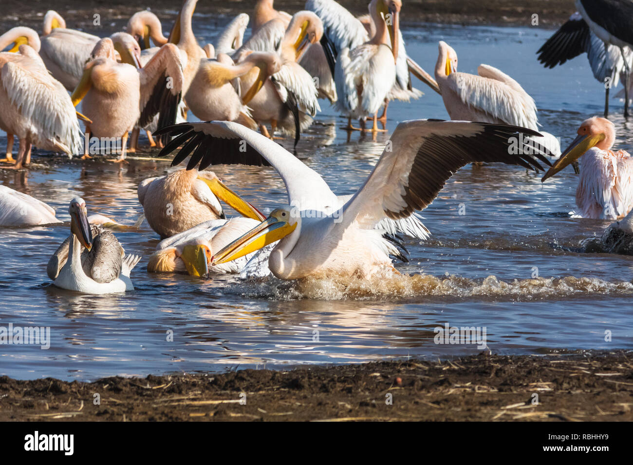 Pelikan sitzt auf dem Wasser. Nakuru, Kenia Stockfoto