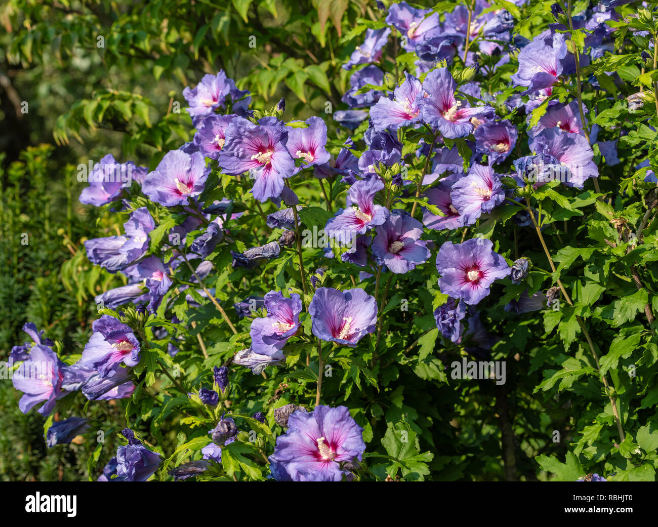 Lila hibiskus Fotos und Bildmaterial in hoher Auflösung Alamy