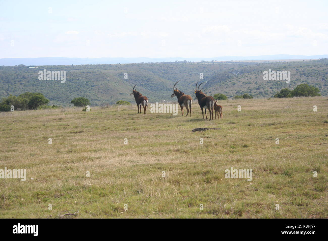 Sable Roaming auf der Game Farm Stockfoto