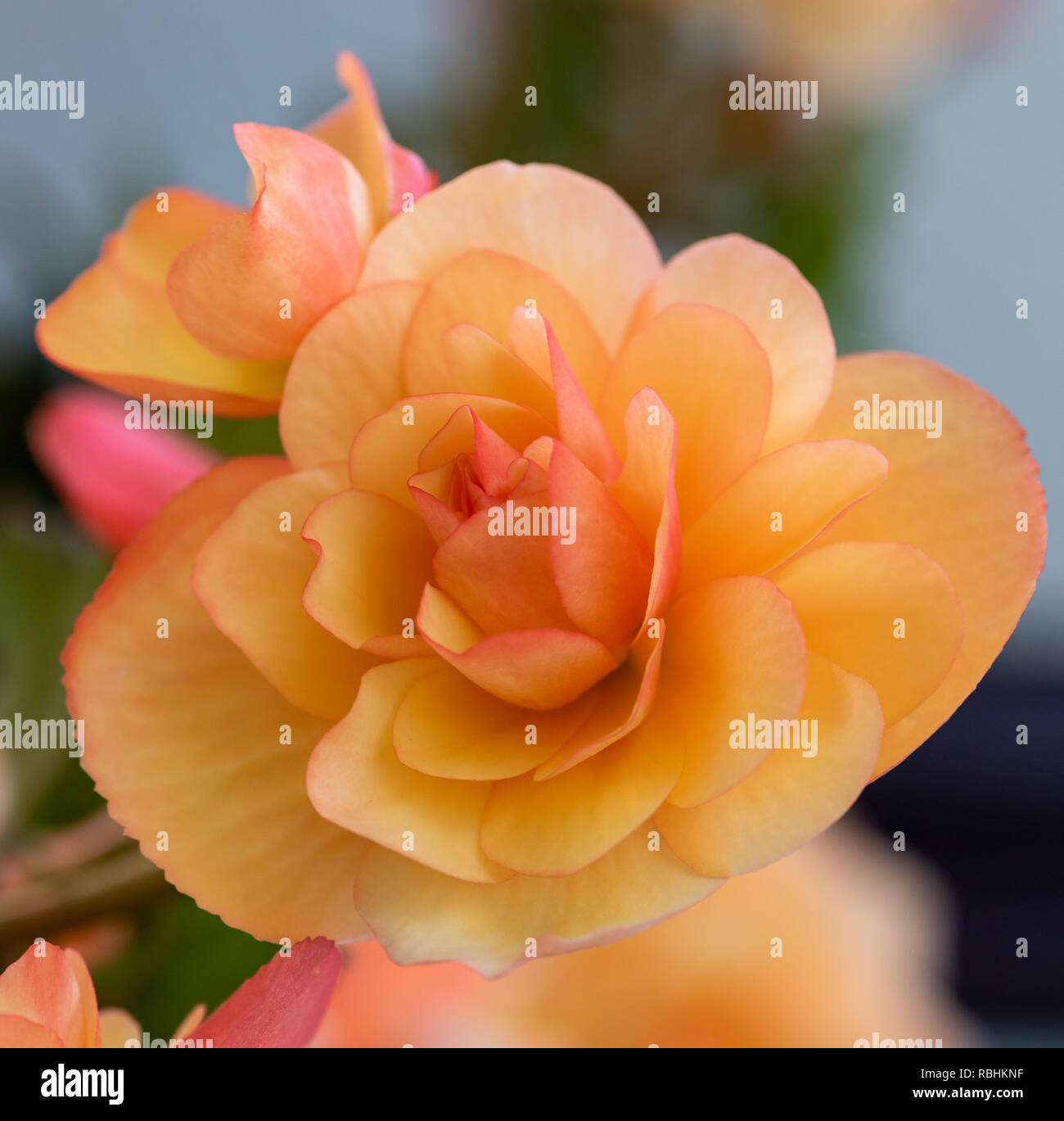 Helle outdoor Blumen Makro einer orange rosa tuberous Begonia Blüte mit geringer Tiefenschärfe, bunte natürliche unscharfen Hintergrund, sonnigen Sommer Stockfoto