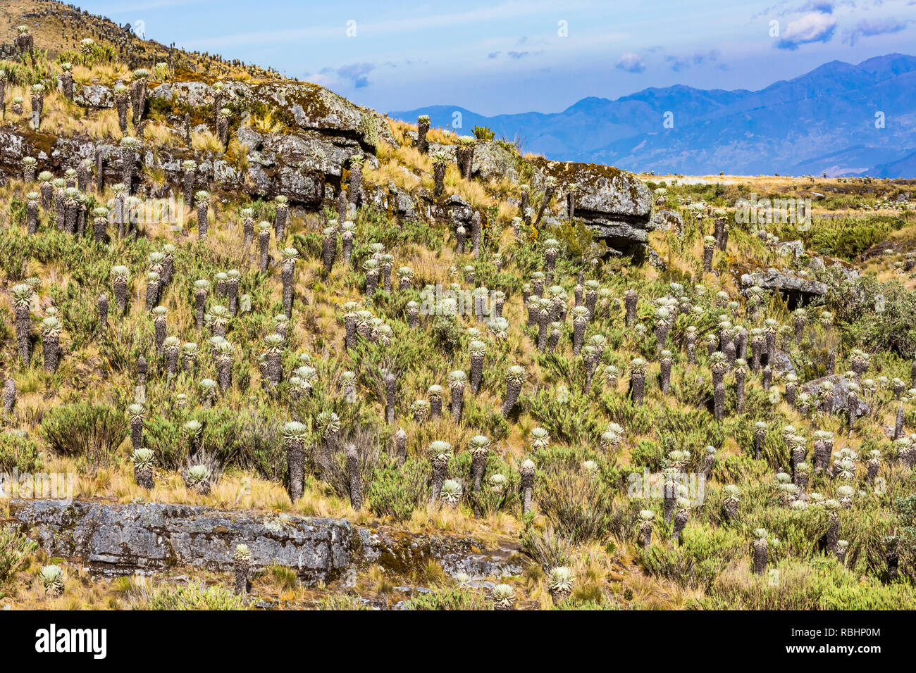 Paramo de Oceta und seine ganze Frailejones Mongui Boyaca in Kolumbien Südamerika Stockfoto