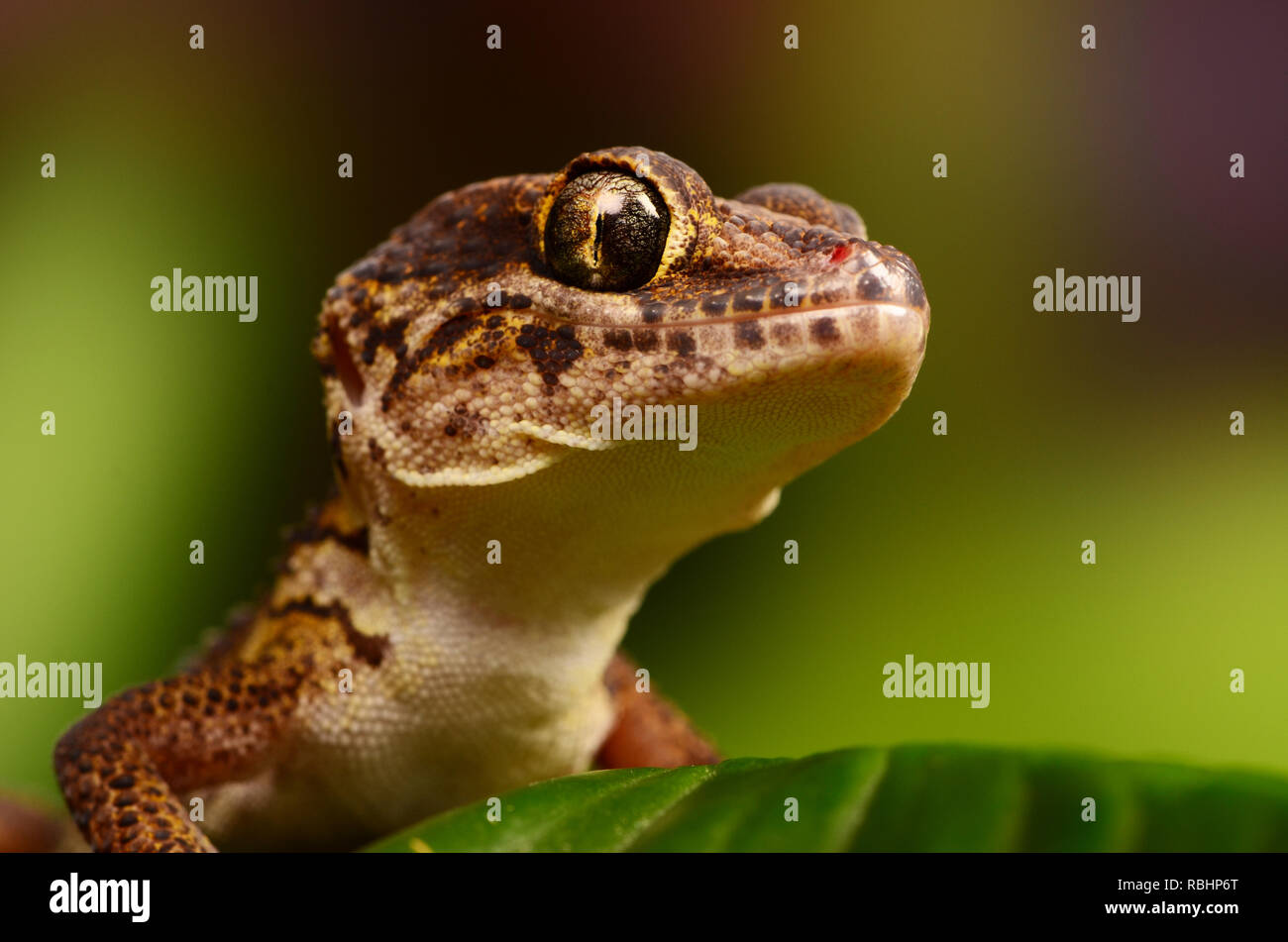 Madagassischen Boden Gecko (Paroedura picta) Stockfoto
