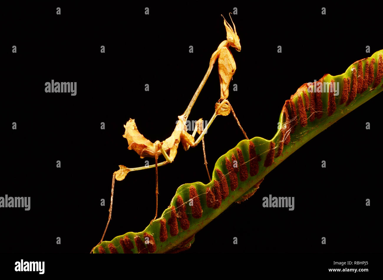 Violine Mantis (Gongylus gongylodes) Stockfoto