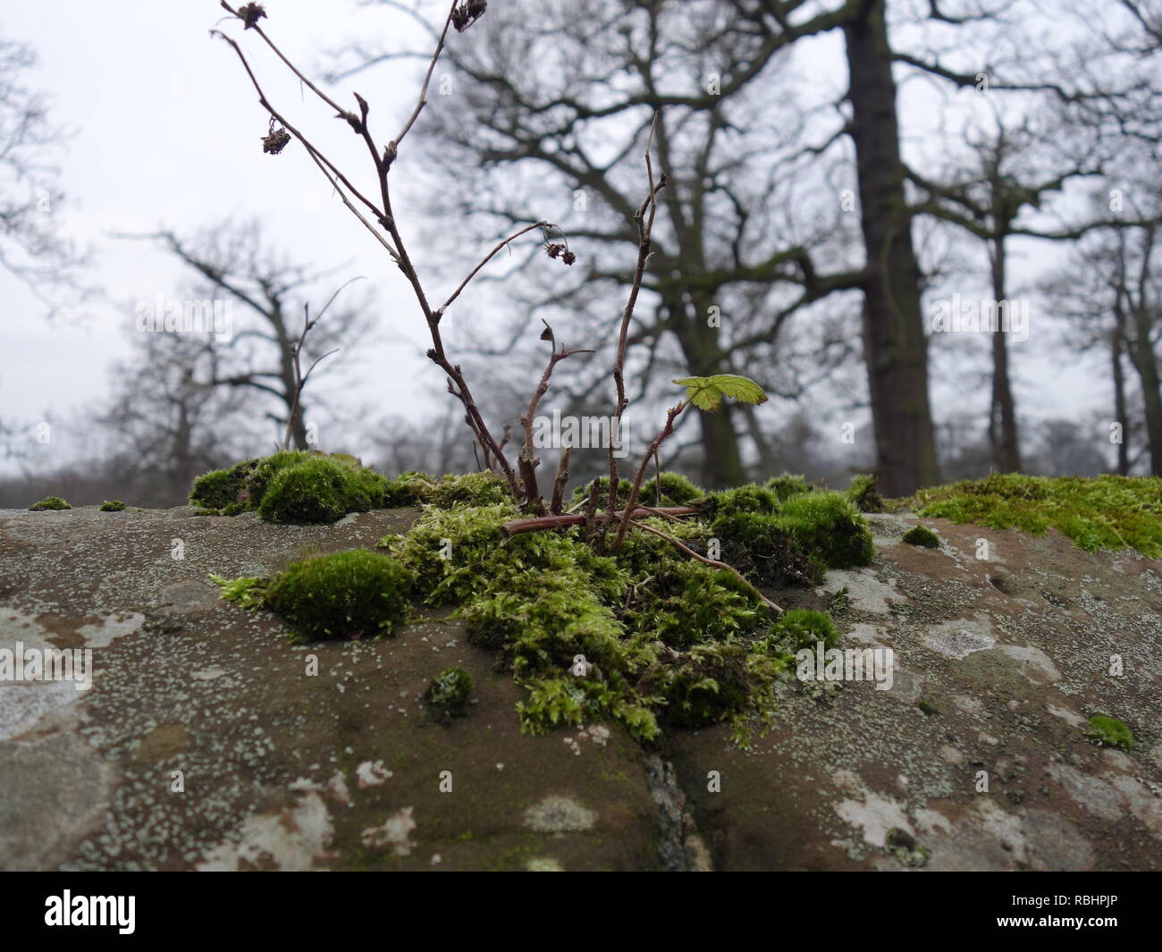 Foto von Dunham Massey Park Stockfoto