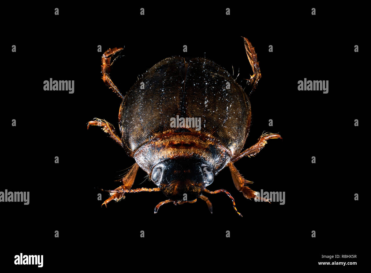 Wasser Käfer (agabus Dytiscidae bipustulatus) aus der Familie. Dytiscidae eine der größten und häufigsten Gruppen aquatischer Käfer. Stockfoto